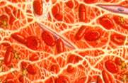 Haemostat evaluation, bleeding times,wound healing research